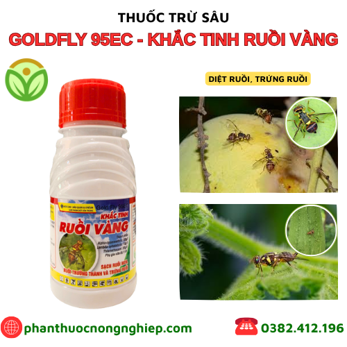 KHẮC TINH RUỒI VÀNG KHẮC TINH RUỒI VÀNG