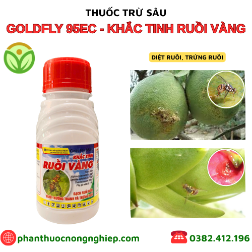 KHẮC TINH RUỒI VÀNG KHẮC TINH RUỒI VÀNG